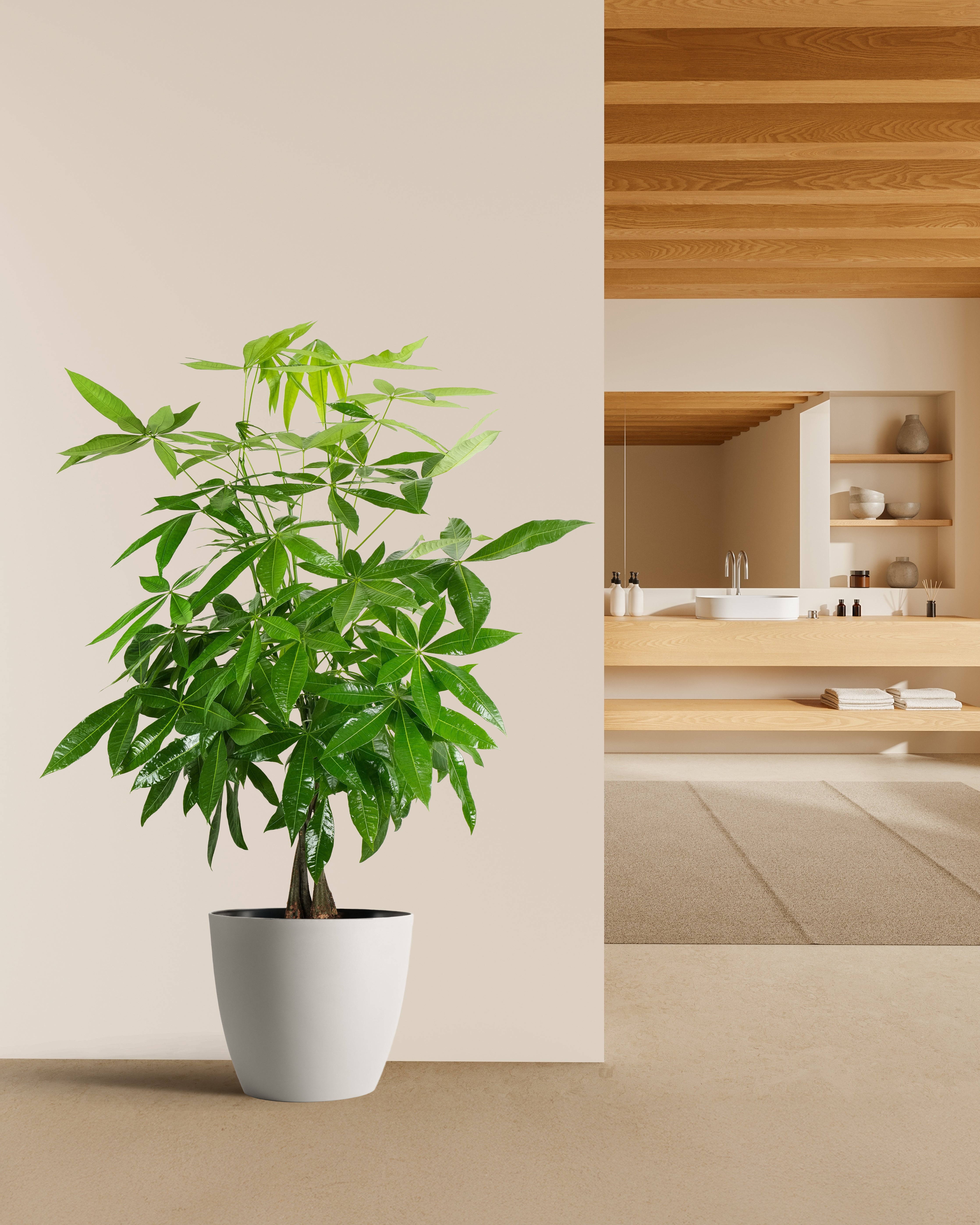 View of Best Plants For The Living Room – Eureka Farms