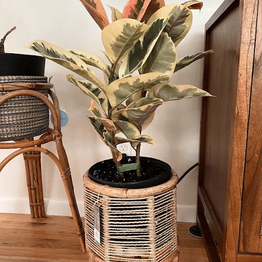 Top 10 Most Popular House Plants for Your Home