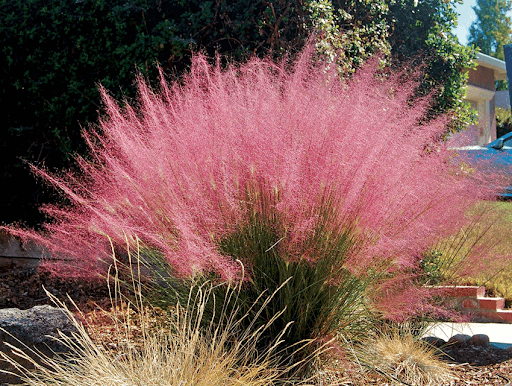 Best 5 Tips for Growing Pink Muhly Grass - Complete Guide