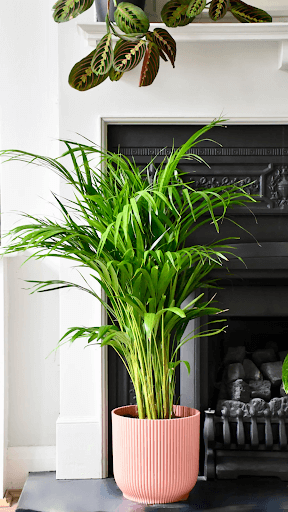 indoor rubber tree plant Large Rubber Tree main image 1