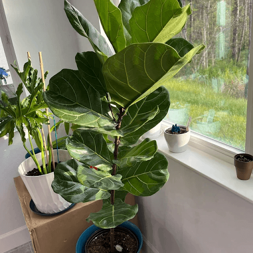 Fiddle Leaf Fig: All You Need to Know