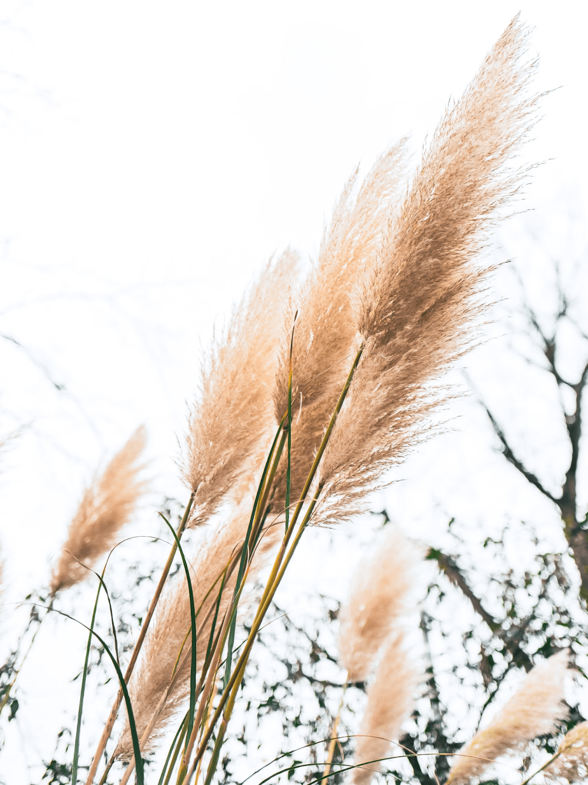 Top 8 Ornamental Grasses - Guide on How to Choose