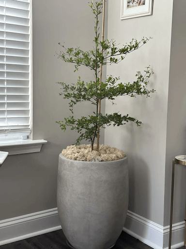 Shade-Loving Plants – Eureka Farms