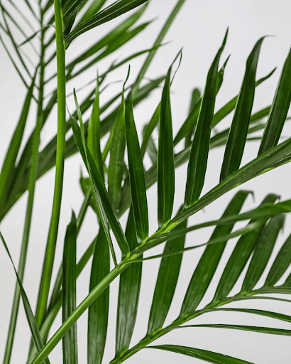 How to Grow and Care for Cat Palm at Home