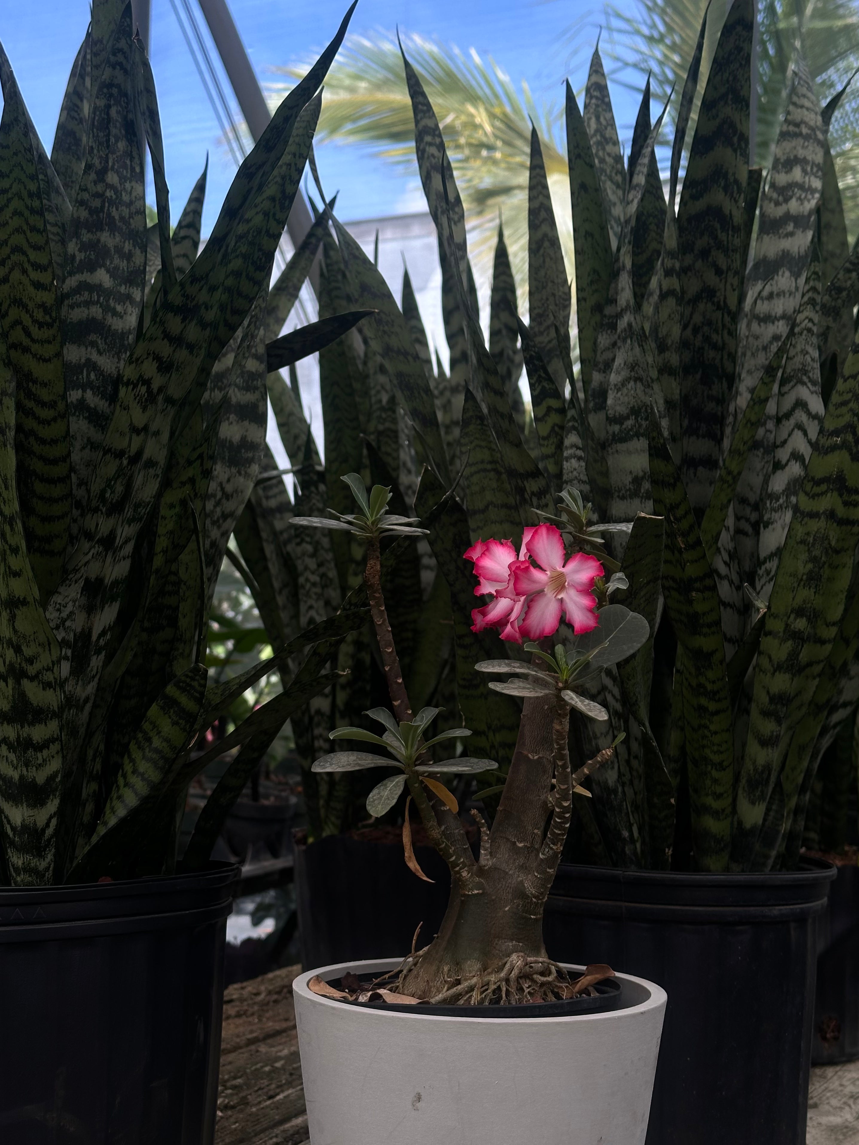 Best Housewarming Plant Gifts Everyone Will Love – Eureka Farms