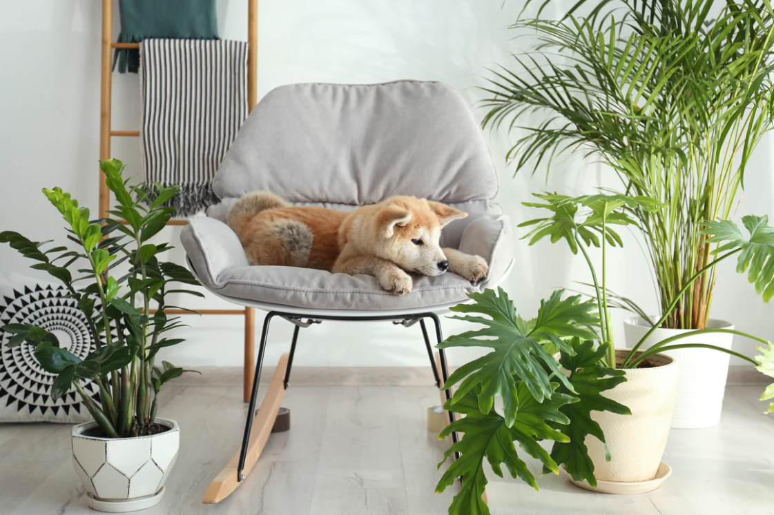 15 Plants Safe for Cats and Dogs
