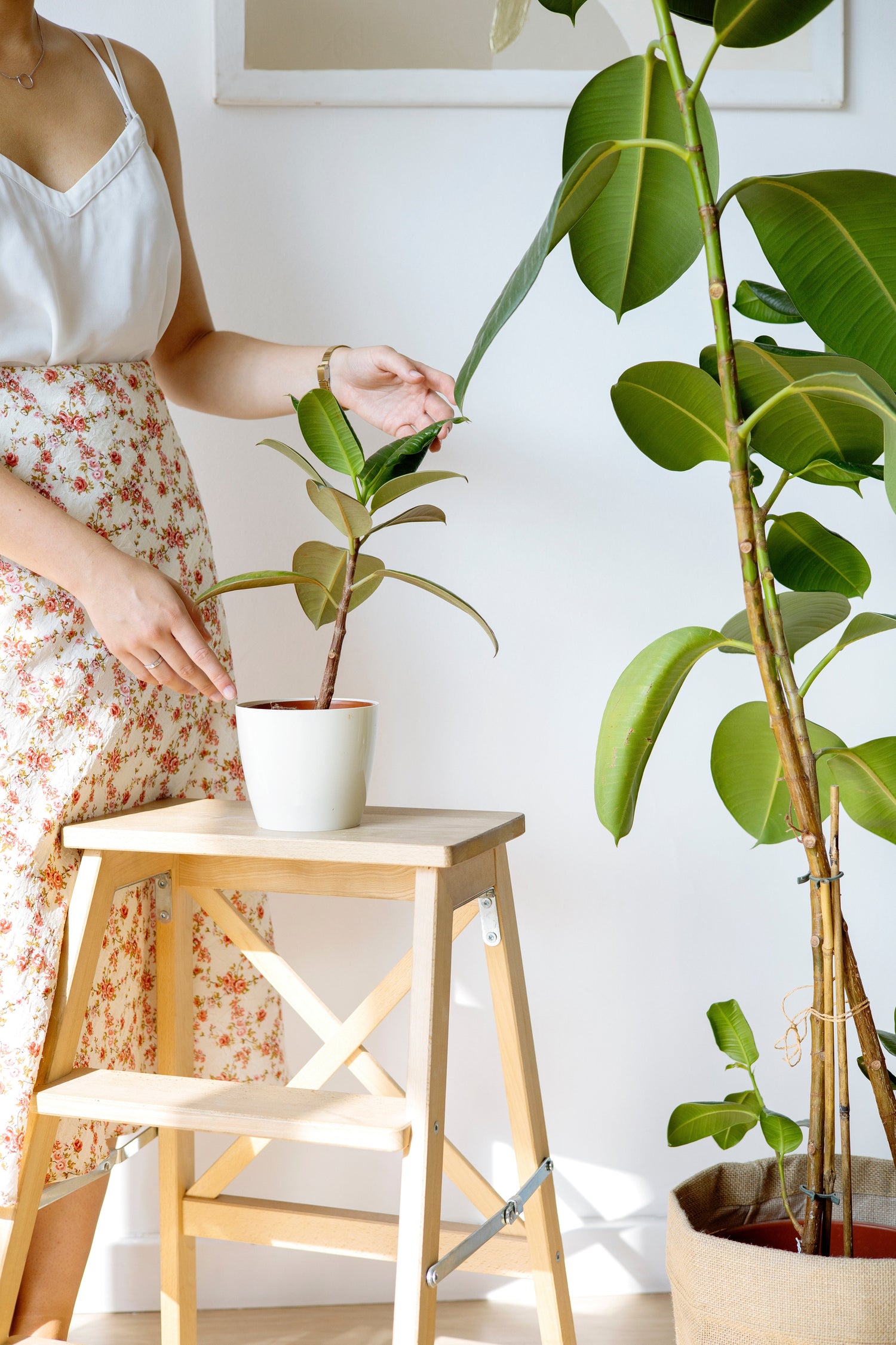 8 Houseplants That Will Thrive in Your Kitchen