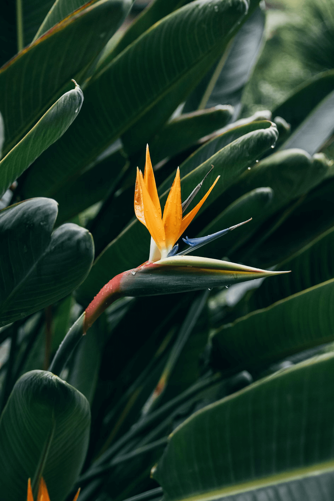 Top 8 Advantages of Having Birds of Paradise in Your House