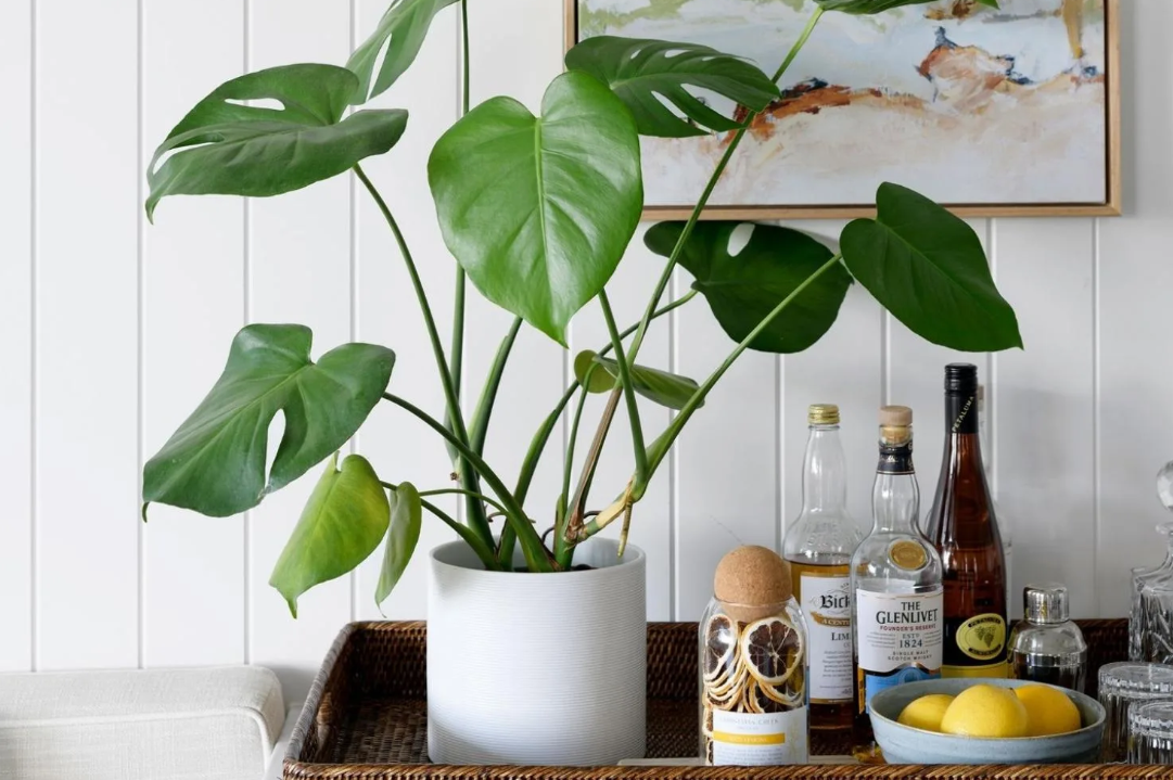 Top 5 Houseplants To Buy In The Winter Eureka Farms