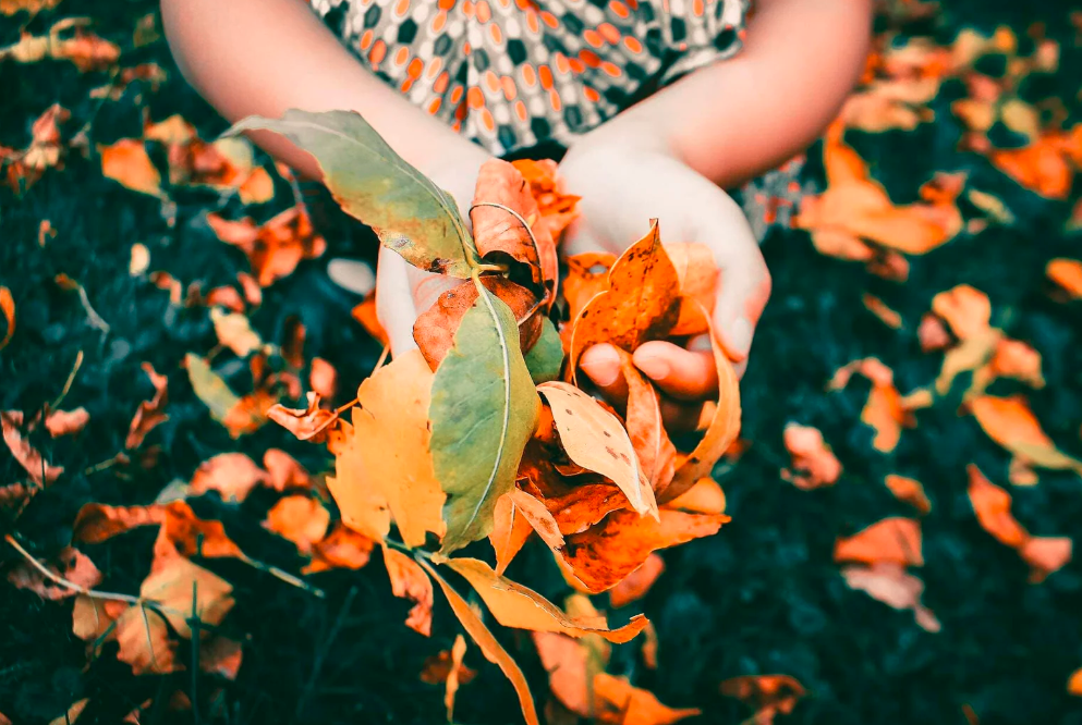 Fall Garden Prep: Tips for a Thriving Autumn Garden