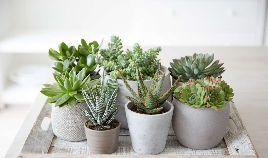 Plant Care Tips For Healthy Indoor Succulents  Eureka Farms