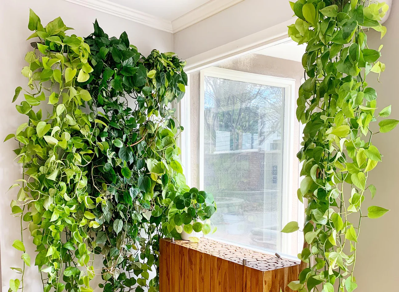 15 Gorgeous Trailing Plants To Add To Your Space – Eureka Farms