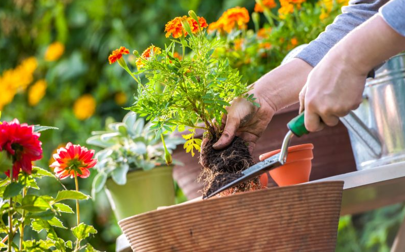 Exploring Annuals and Perrenials