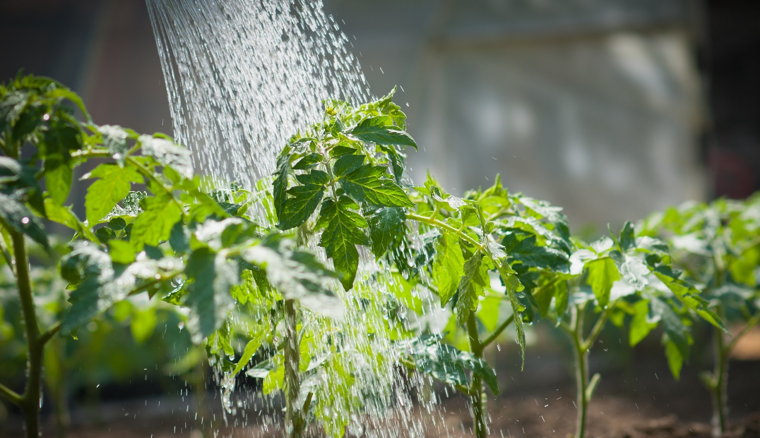 Watering new plants: Why rainfall isnβt enough