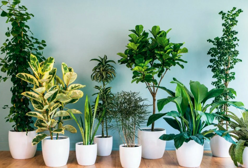 Top 10 Highest Oxygen-Producing Indoor Plants  Eureka Farms