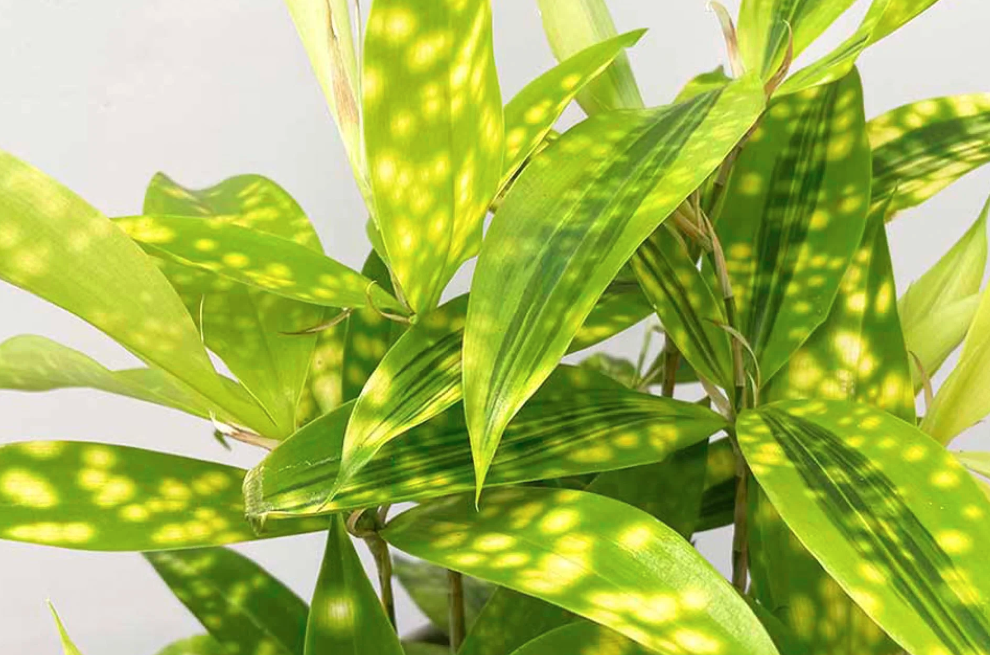 glücksfeder herkunft Zamioculcas zamiifolia