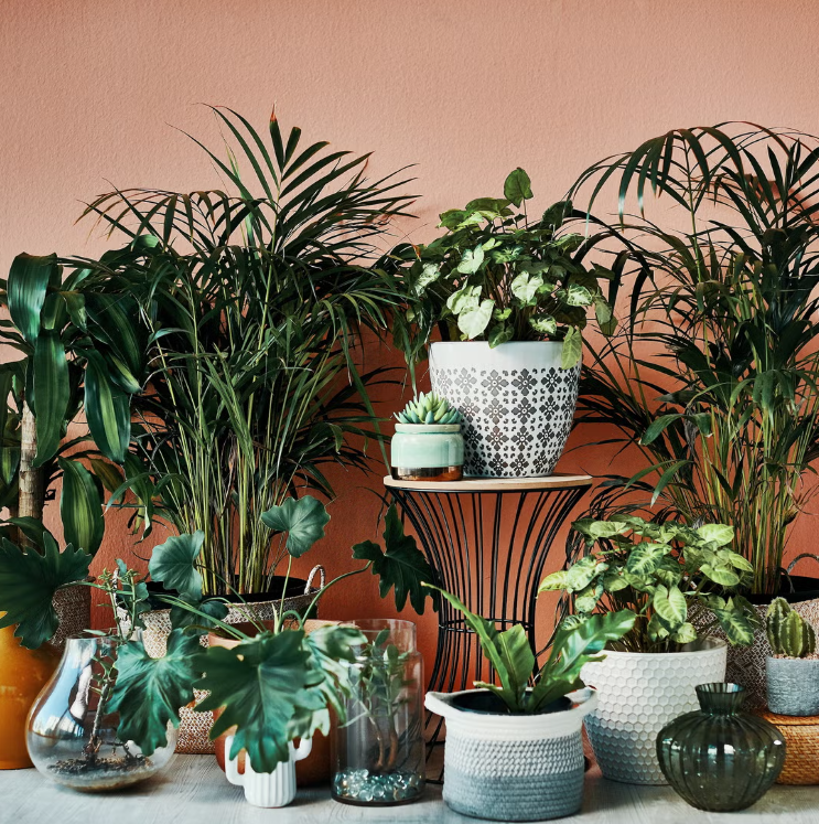 Trending Indoor Plants For 2024
