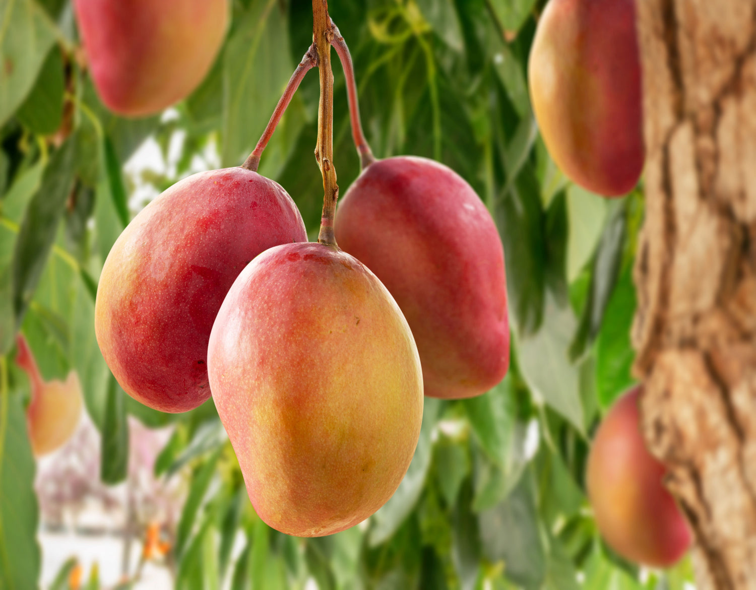 Mango Fruit Tree