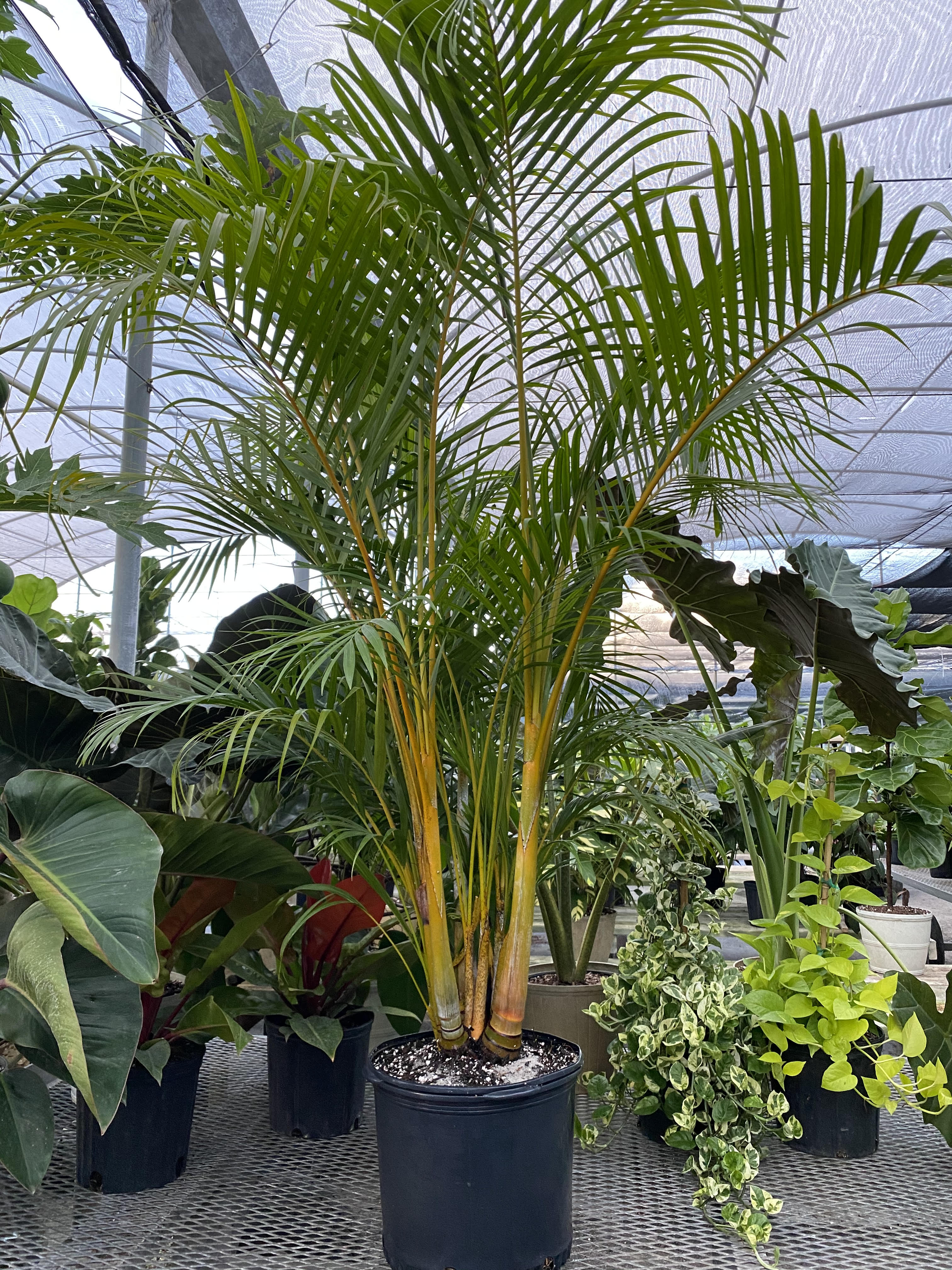 Shop Our Collection of Areca Palm Eureka Farms
