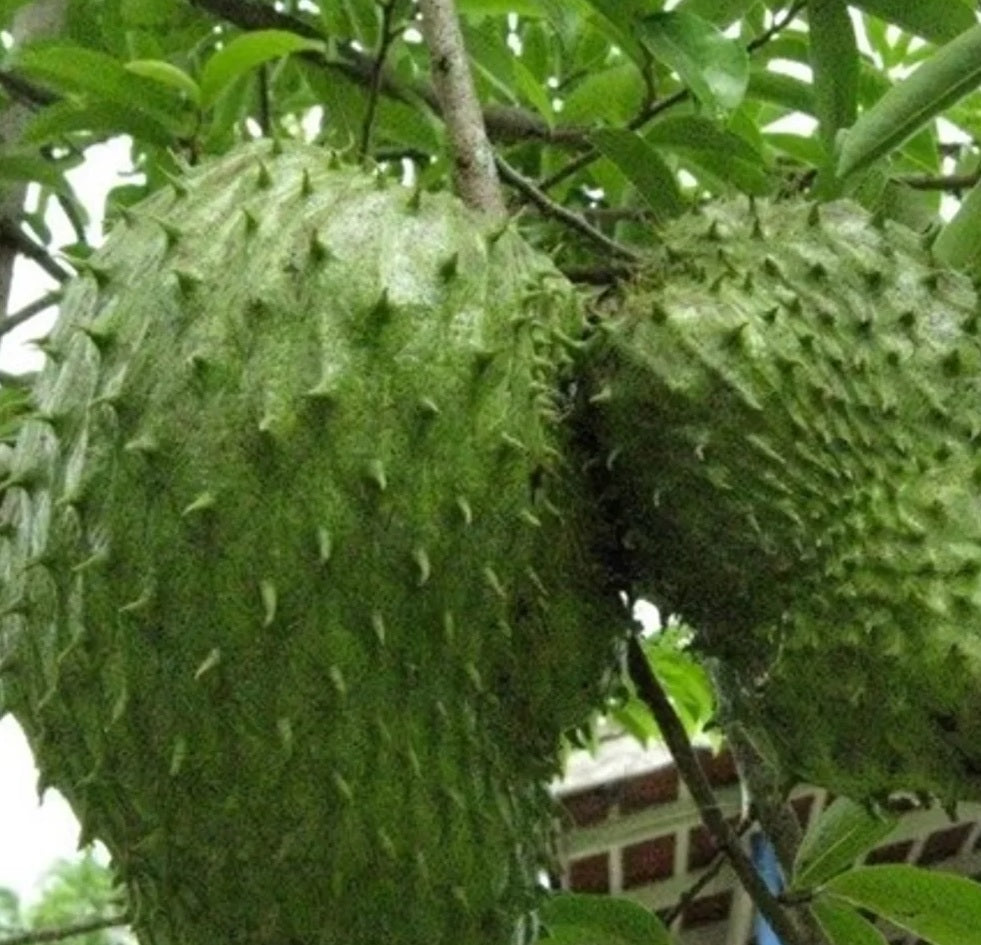 Soursop Guanabana Fruit Tree