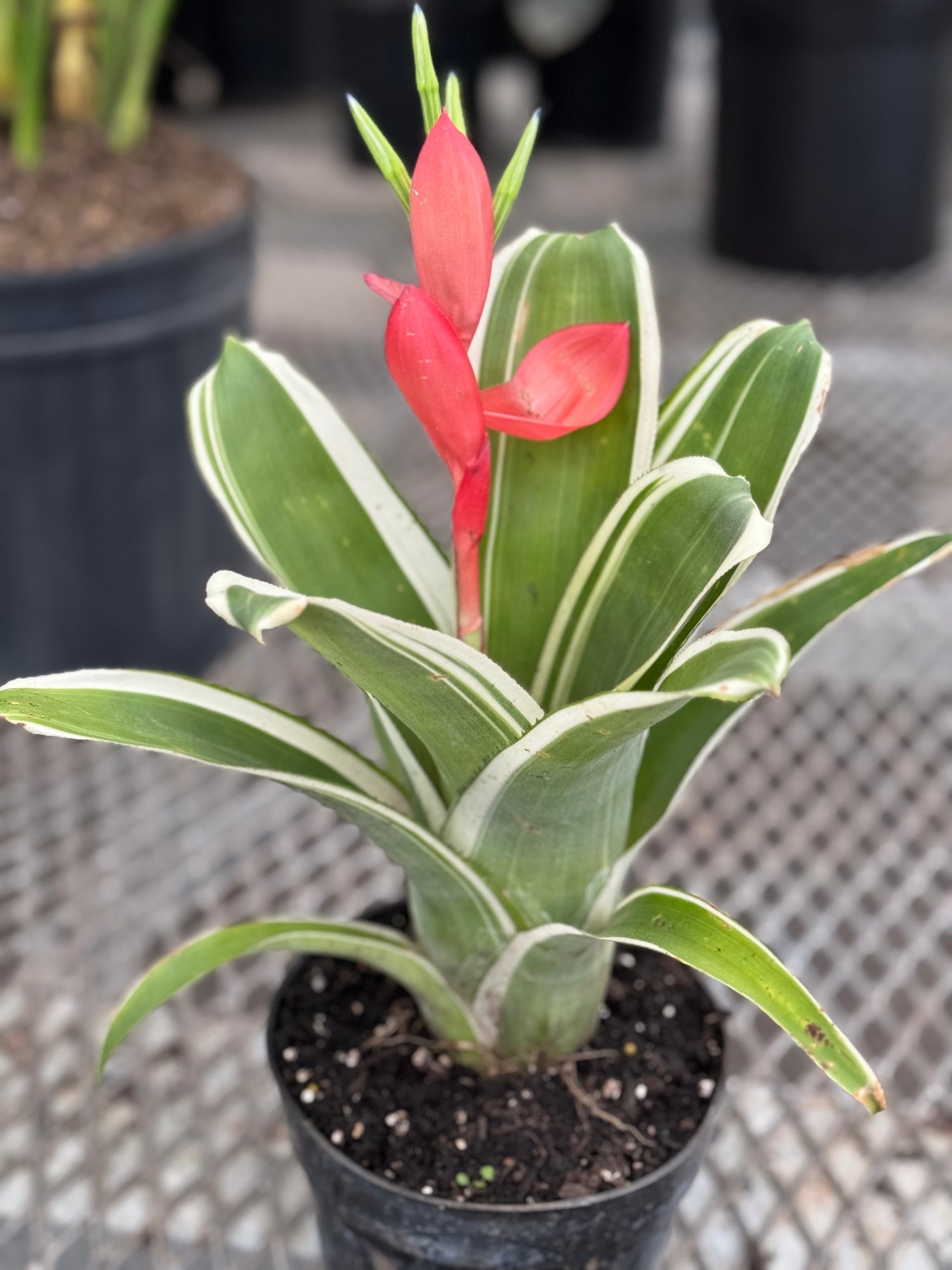 Bromeliad, Aechmea Green white edges