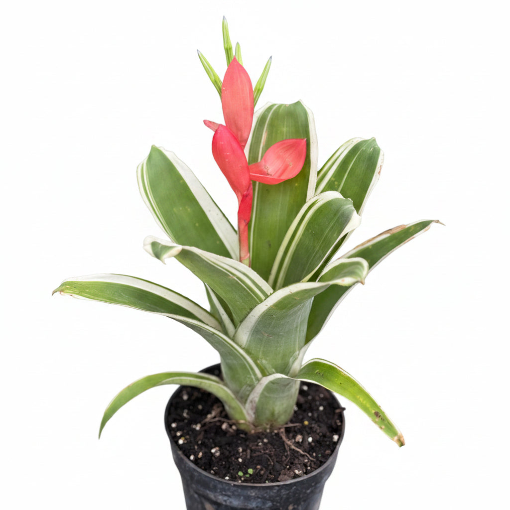 bromeliad aechmea in boom
