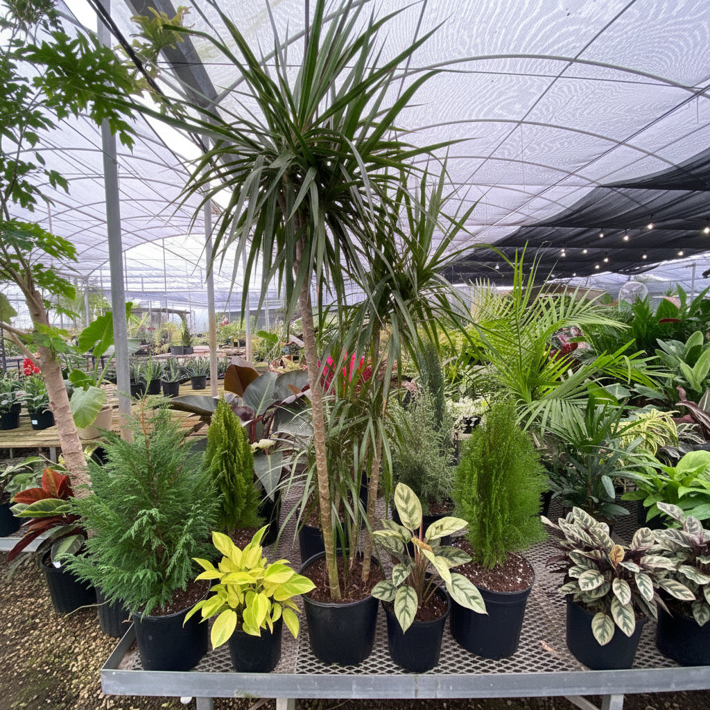 Dracaena dragon tree Potted plants in a greenhouse setting
