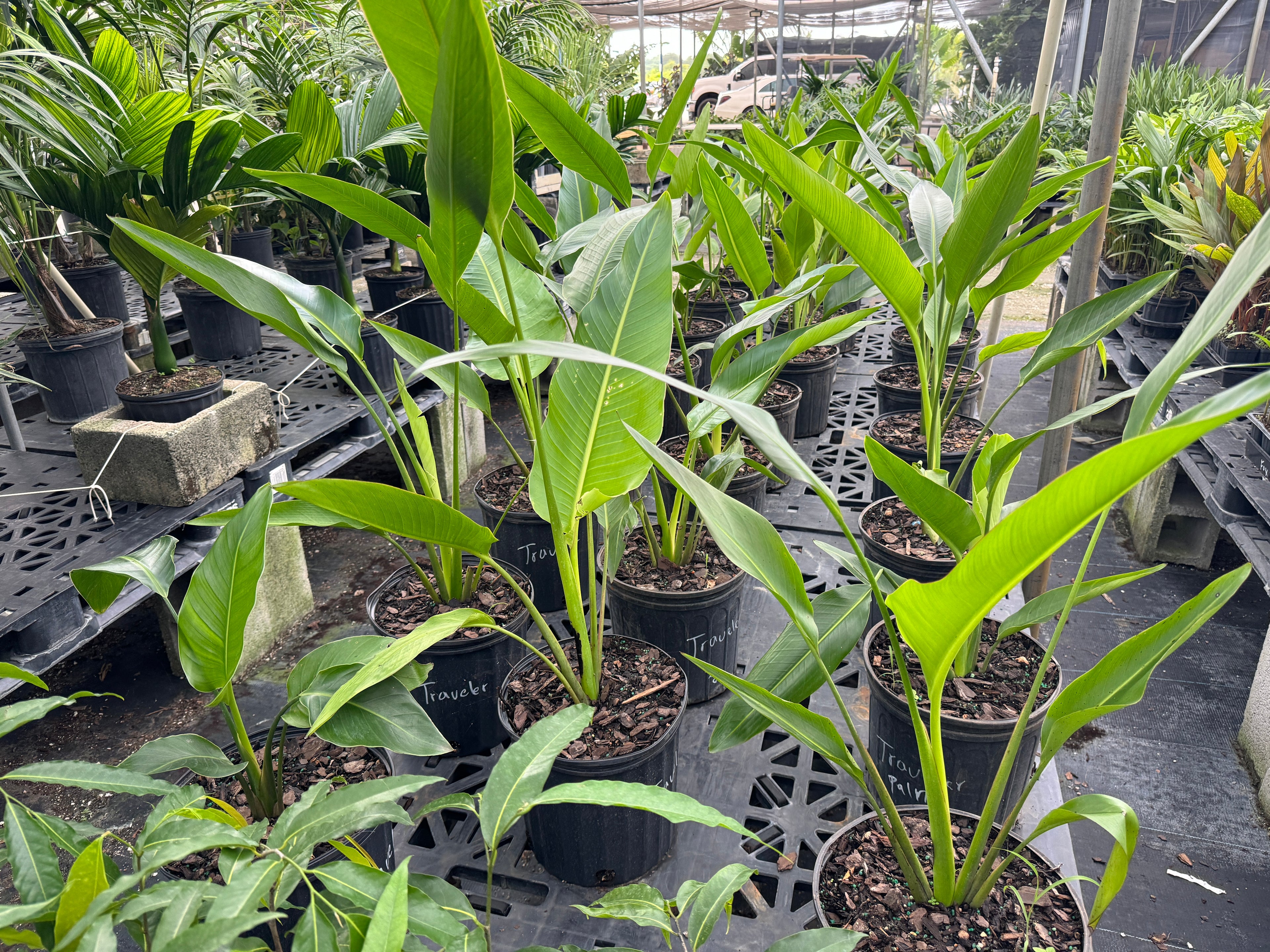 Travelers Palm Tree, Ravenala Madagascariensis