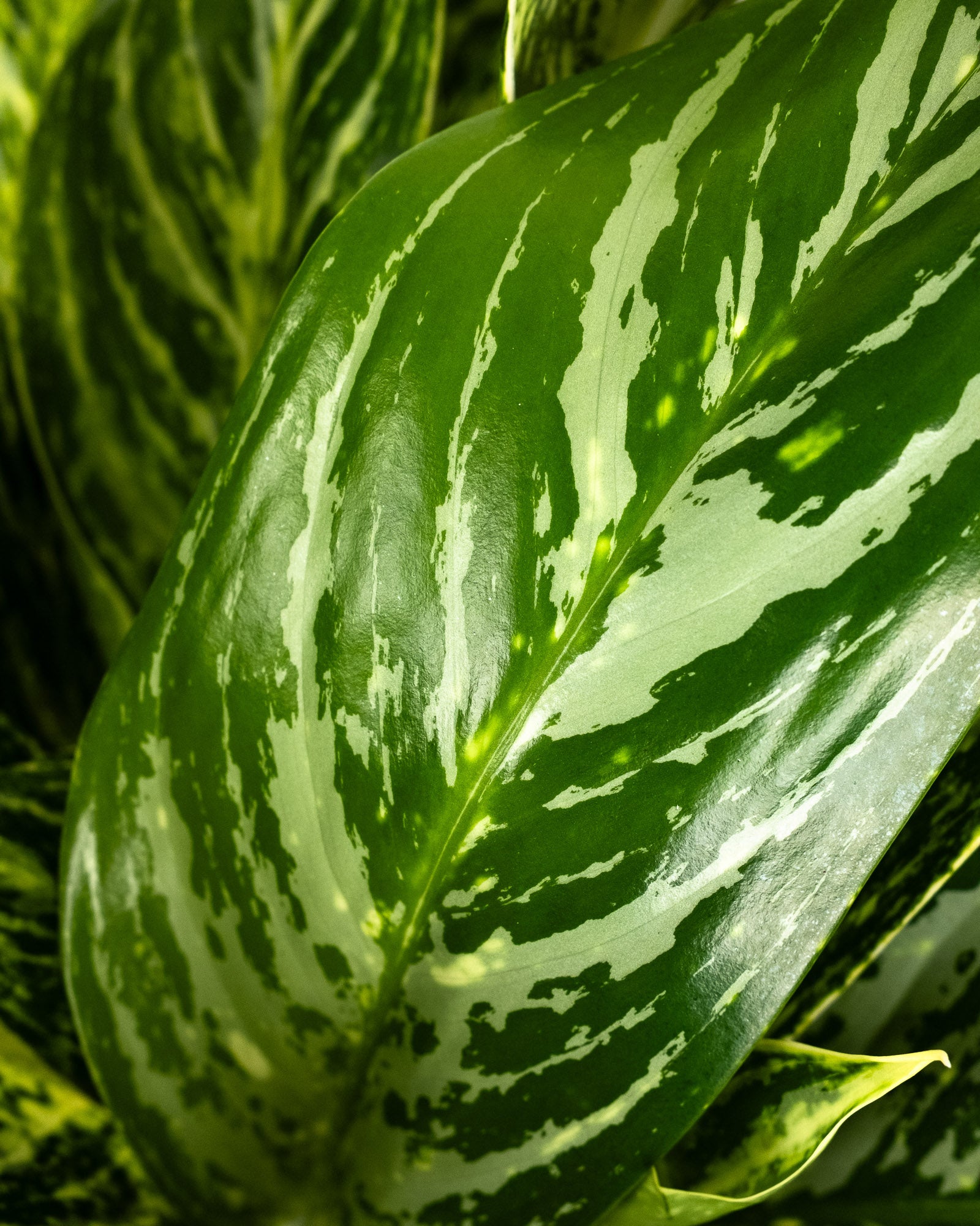 Aglaonema Golden Madonna Chinese Evergreen