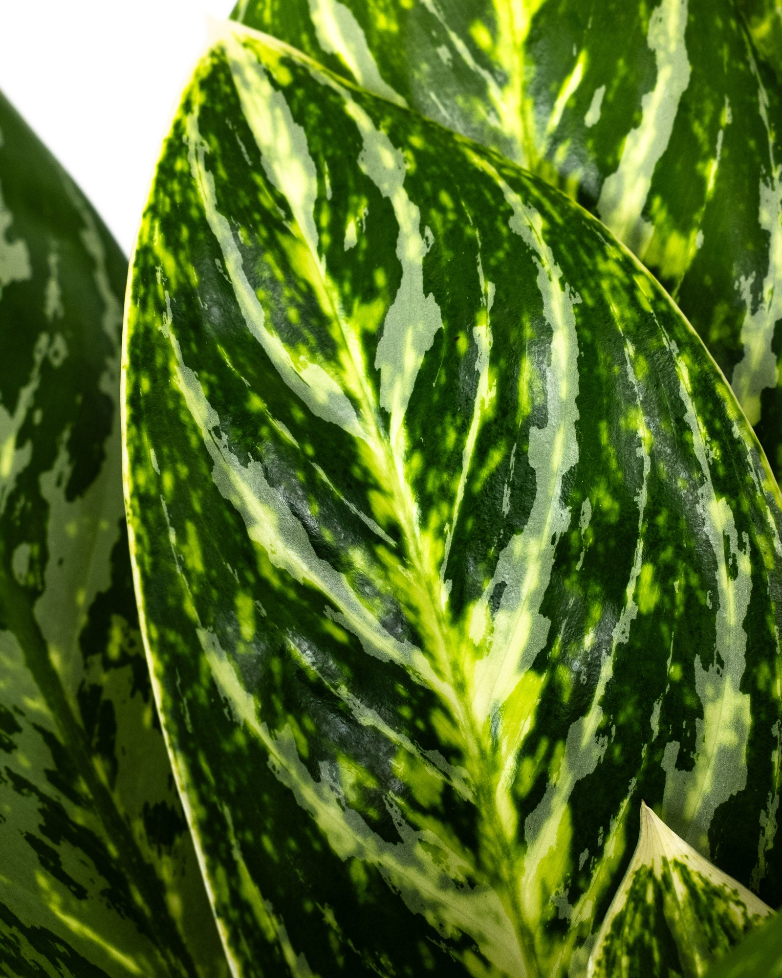 Aglaonema Golden Madonna Chinese Evergreen