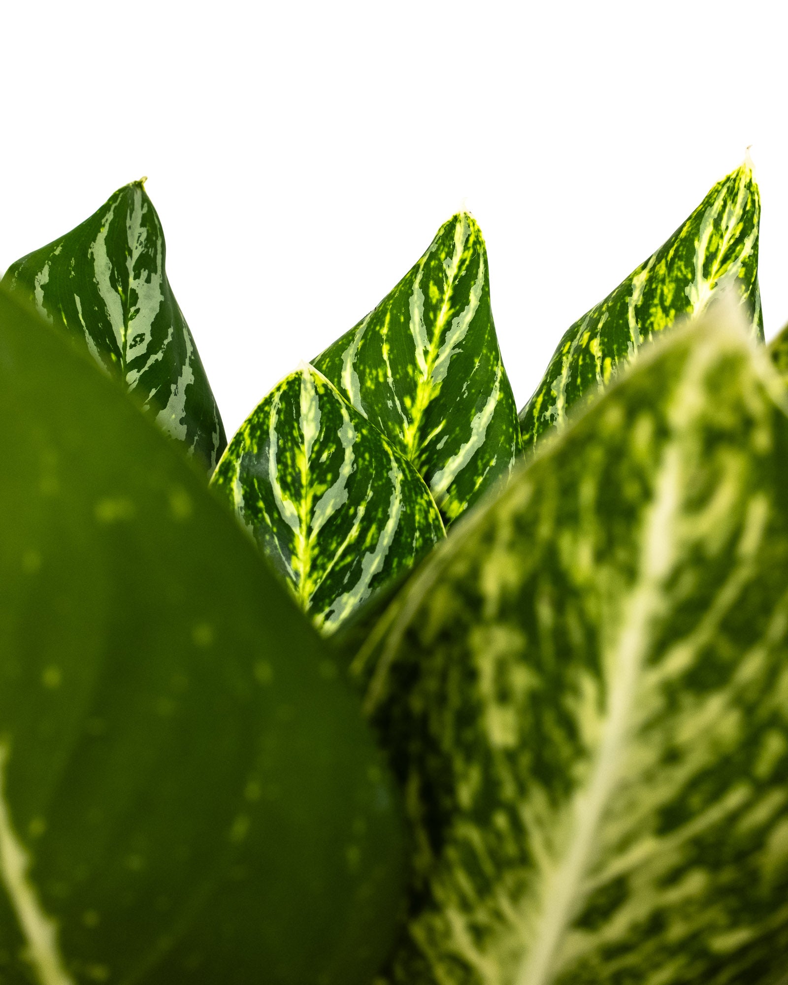Aglaonema Golden Madonna Chinese Evergreen