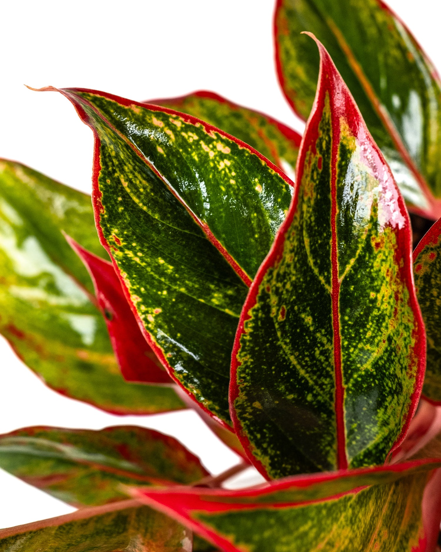 Aglaonema Siam Red Aurora, Chinese Evergreen