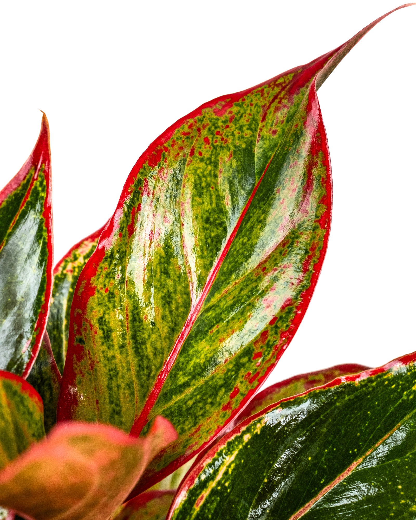 Aglaonema Siam Red Aurora, Chinese Evergreen