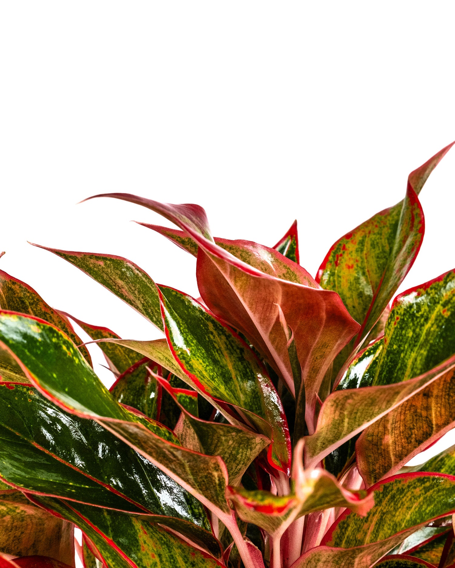Aglaonema Siam Red Aurora, Chinese Evergreen