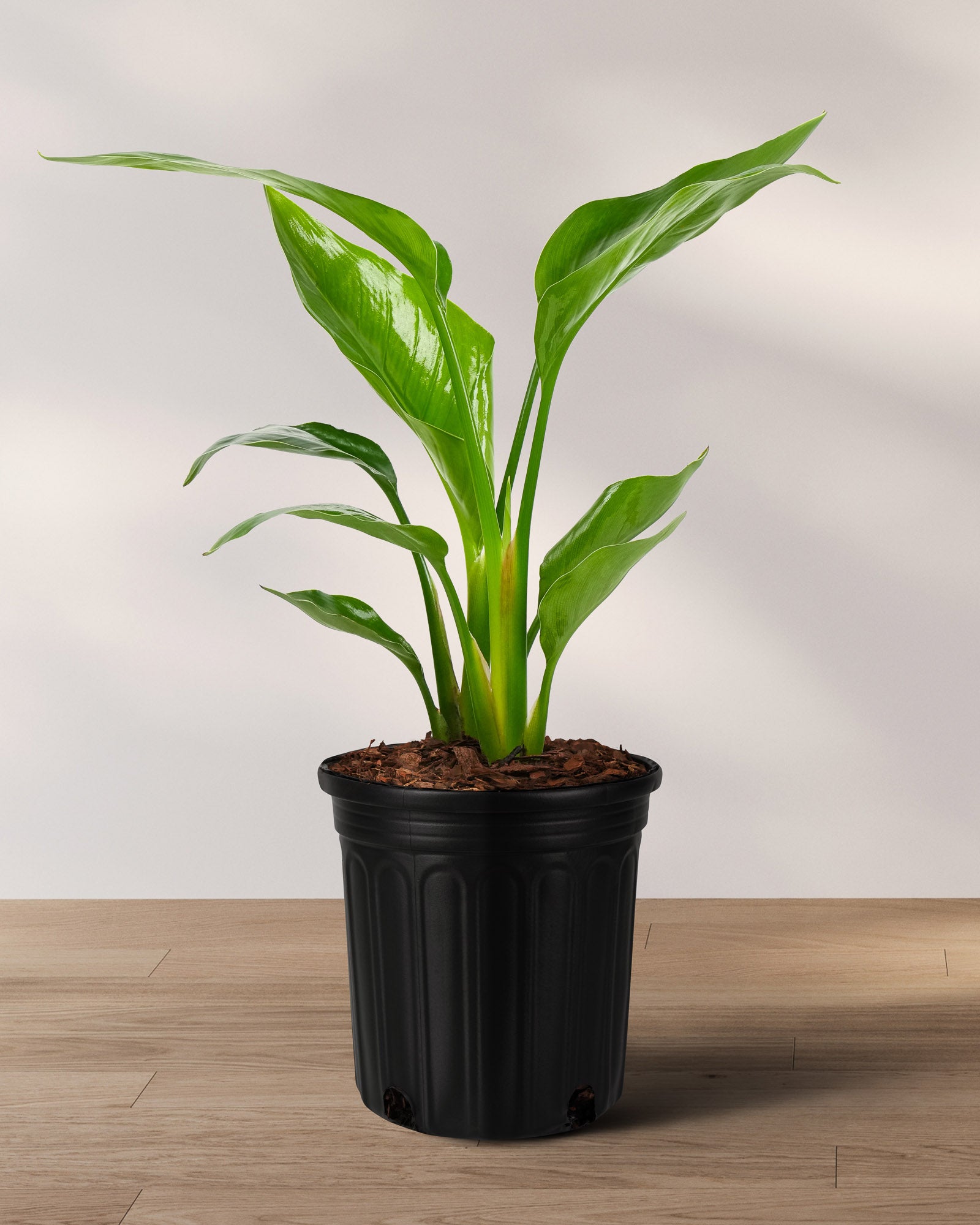 Bird of Paradise White, Strelitzia Nicolai