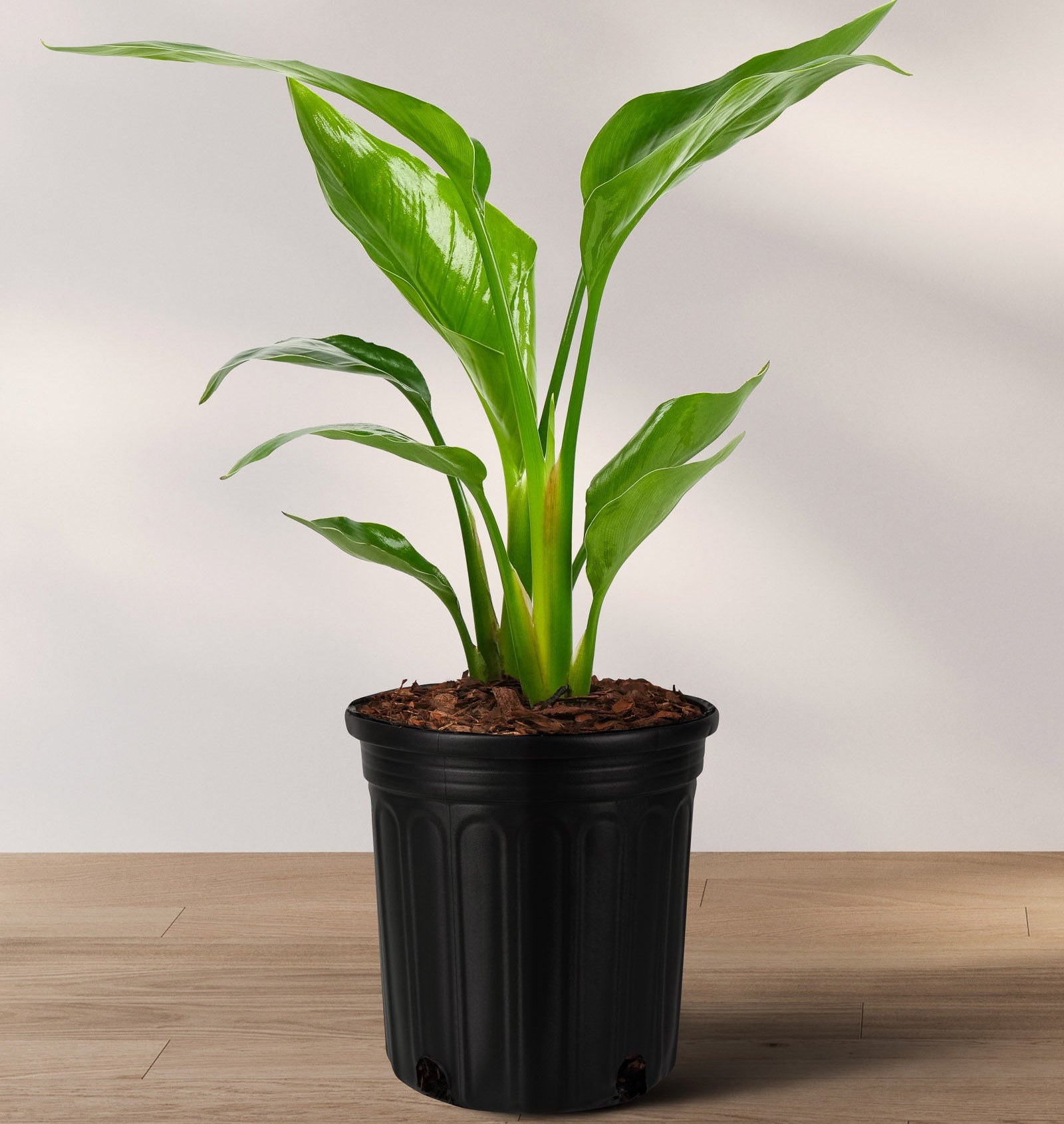 Bird of Paradise White, Strelitzia Nicolai in 2 gallon container with bright green upright arching leaves, ideal for bright indoor spaces and tropical outdoor landscapes.