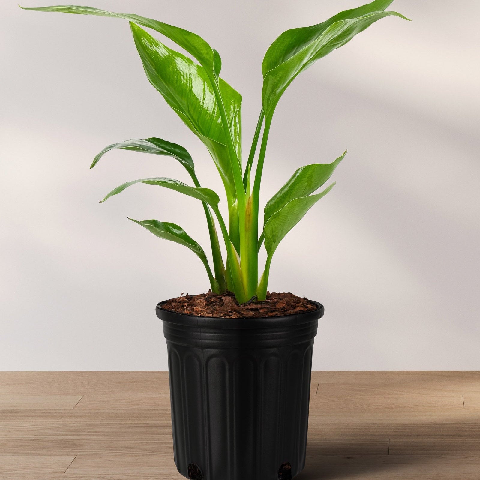 Bird of Paradise White, Strelitzia Nicolai in 2 gallon container with bright green upright arching leaves, ideal for bright indoor spaces and tropical outdoor landscapes.