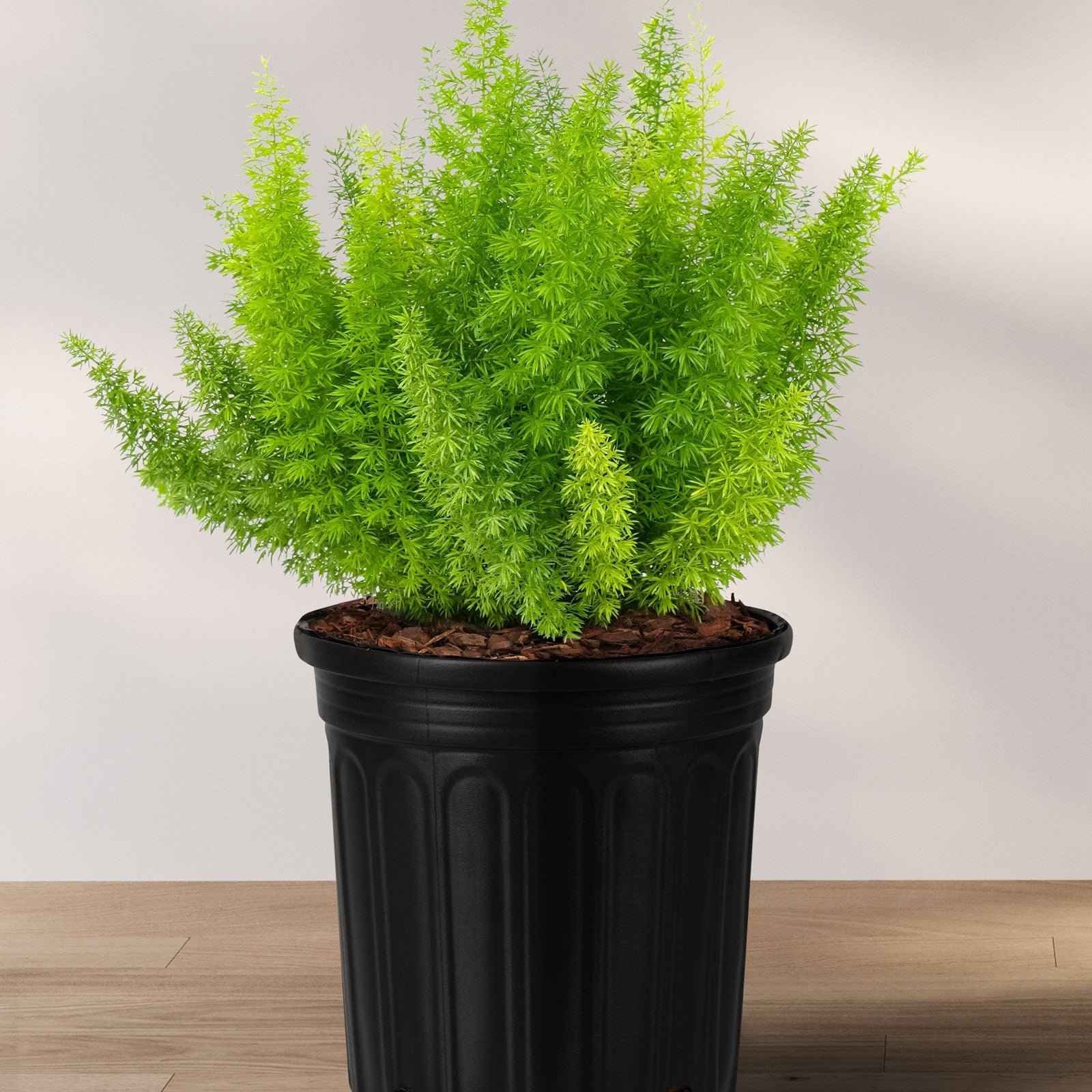 A potted Foxtail Fern (Asparagus Fern) with green upright plumes, placed on a wooden surface against a white background.