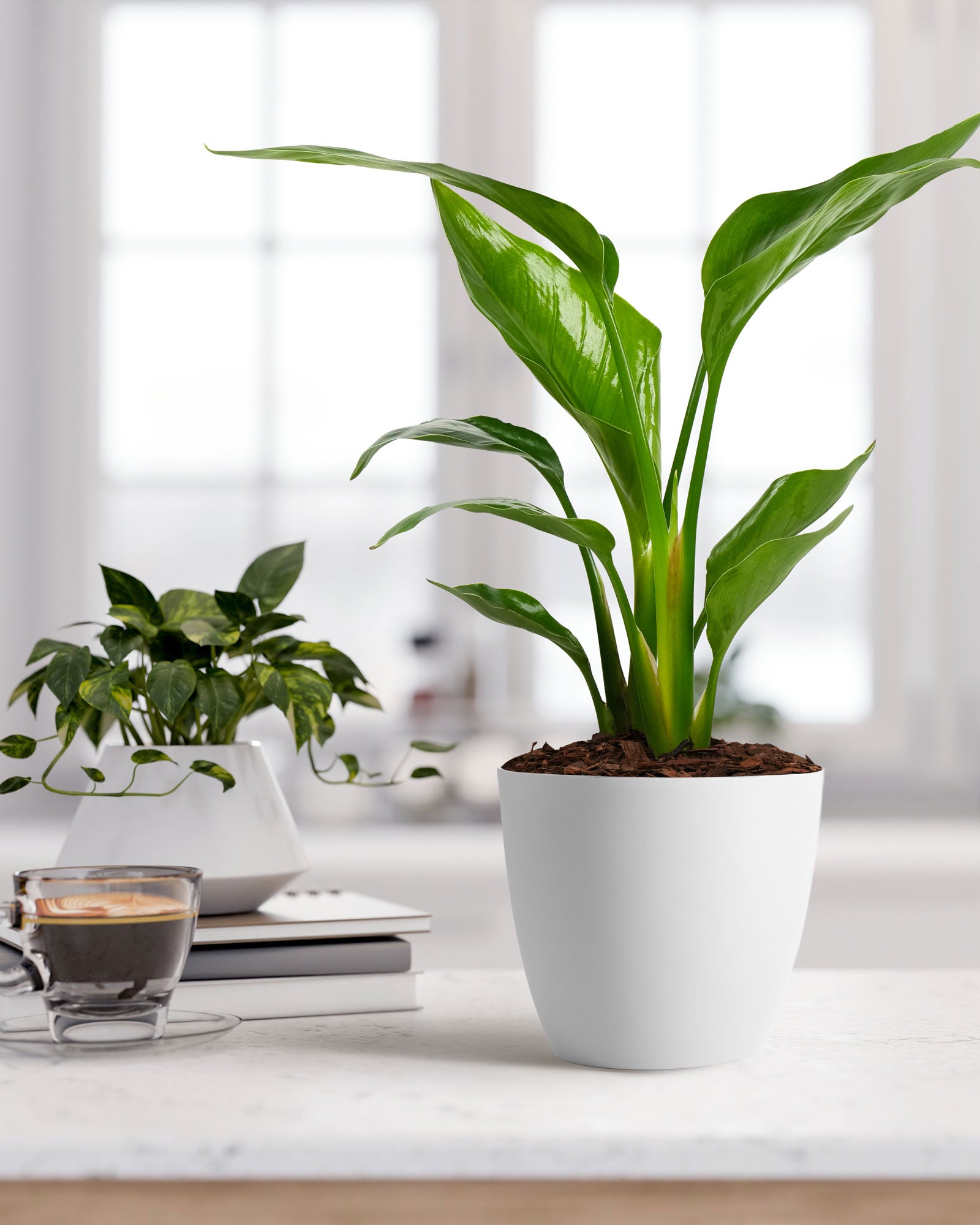 Bird of Paradise White, Strelitzia Nicolai