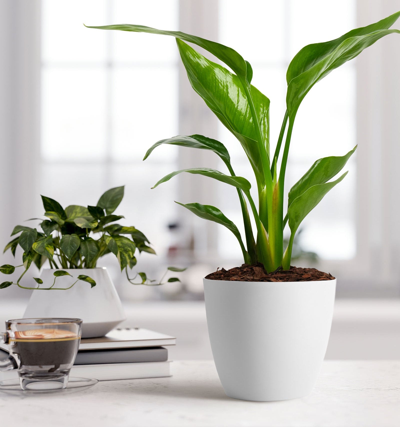 Bird of Paradise White, Strelitzia Nicolai in a white decorative container with vibrant green upright leaves, ideal for modern kitchens and bright indoor living spaces.