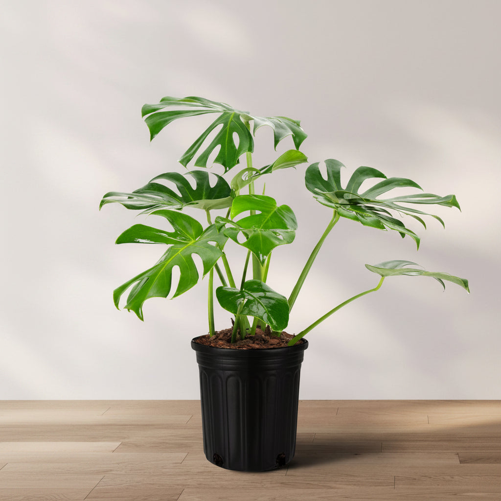 Monstera Deliciosa, Swiss Cheese in 2 gallon grower pot with characteristic split green leaves and bright tropical foliage