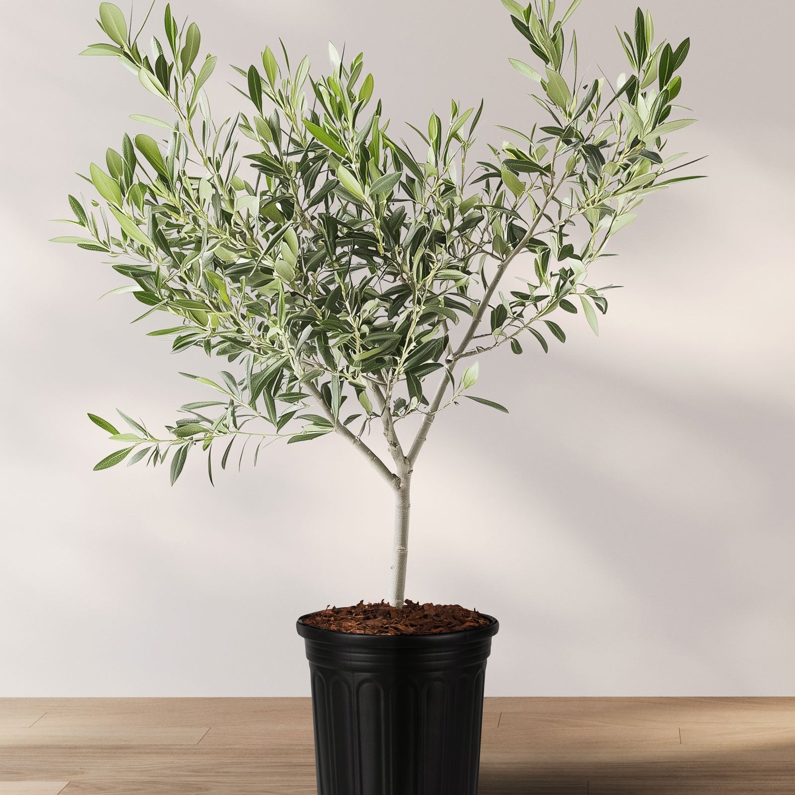 Olive Tree in a pot, with green foliage and a single trunk.
