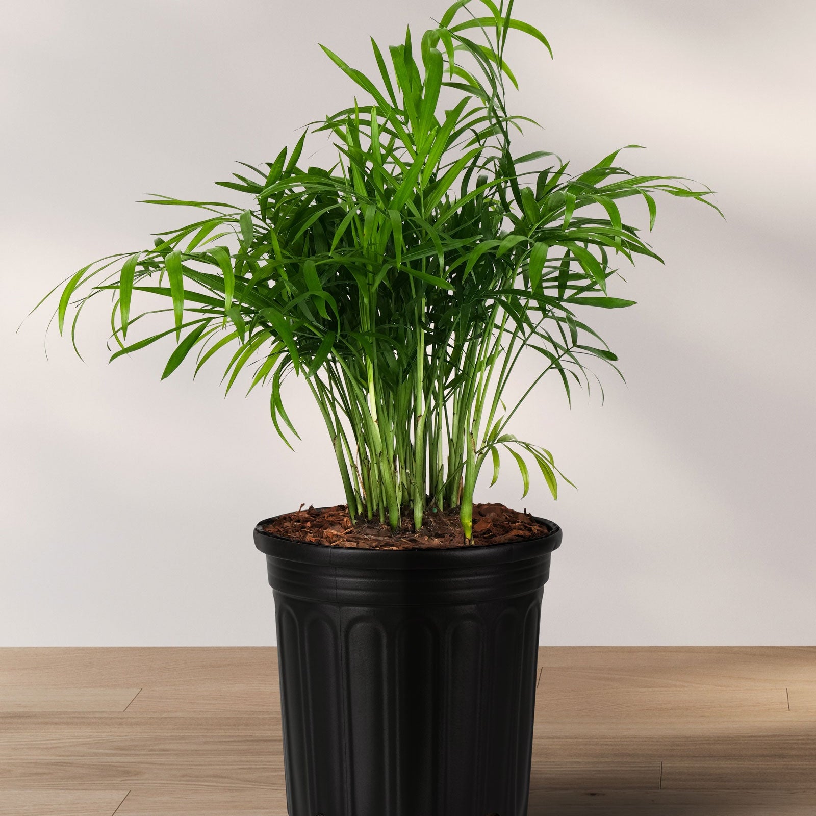 Palm Parlor Neanthe Bella Palm in a 2 gallon black grower pot with delicate, arching light green fronds, ideal for adding a touch of grace to houseplant collections or improving indoor air quality.