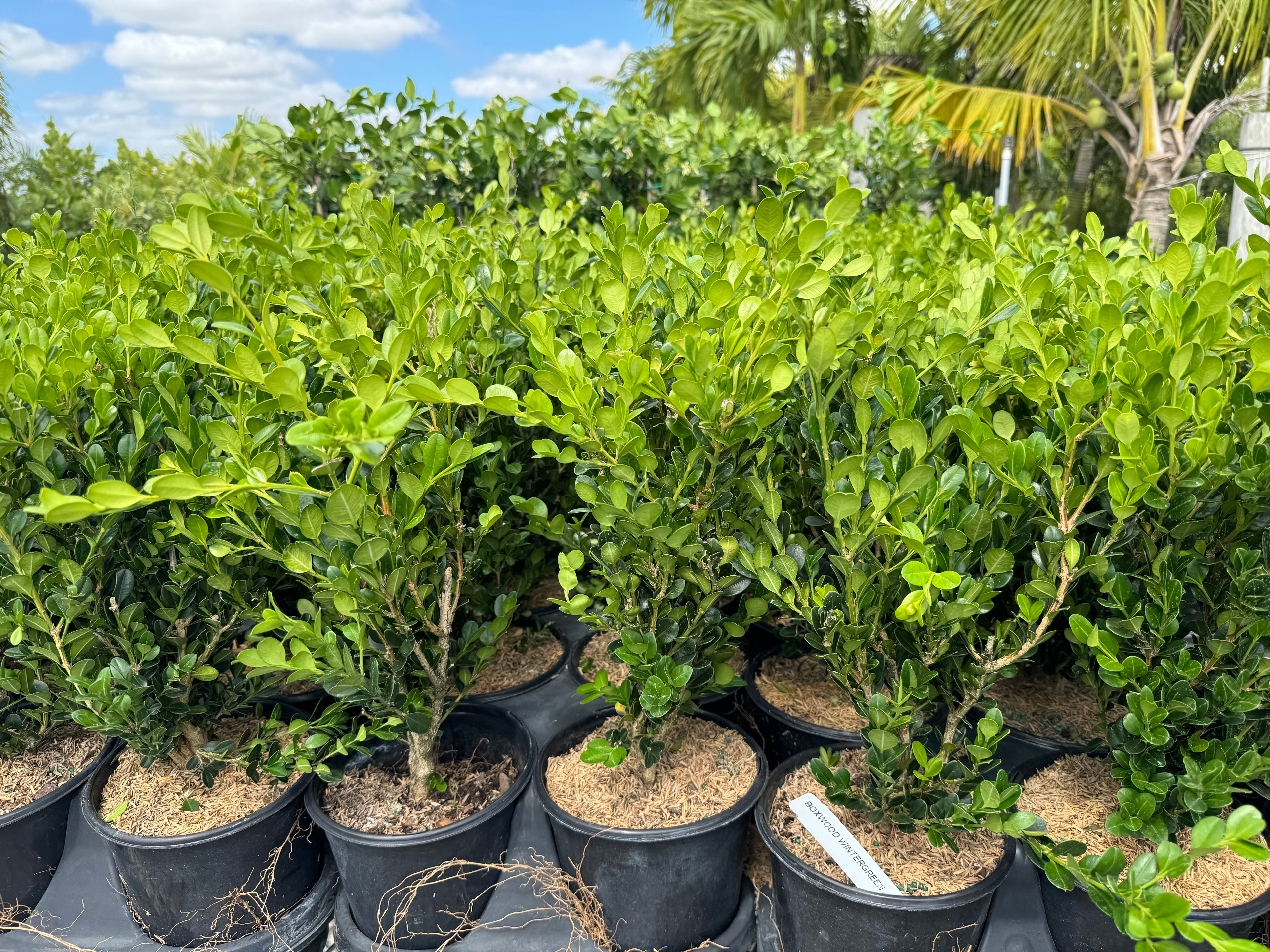 Winter Green Boxwood Shrub