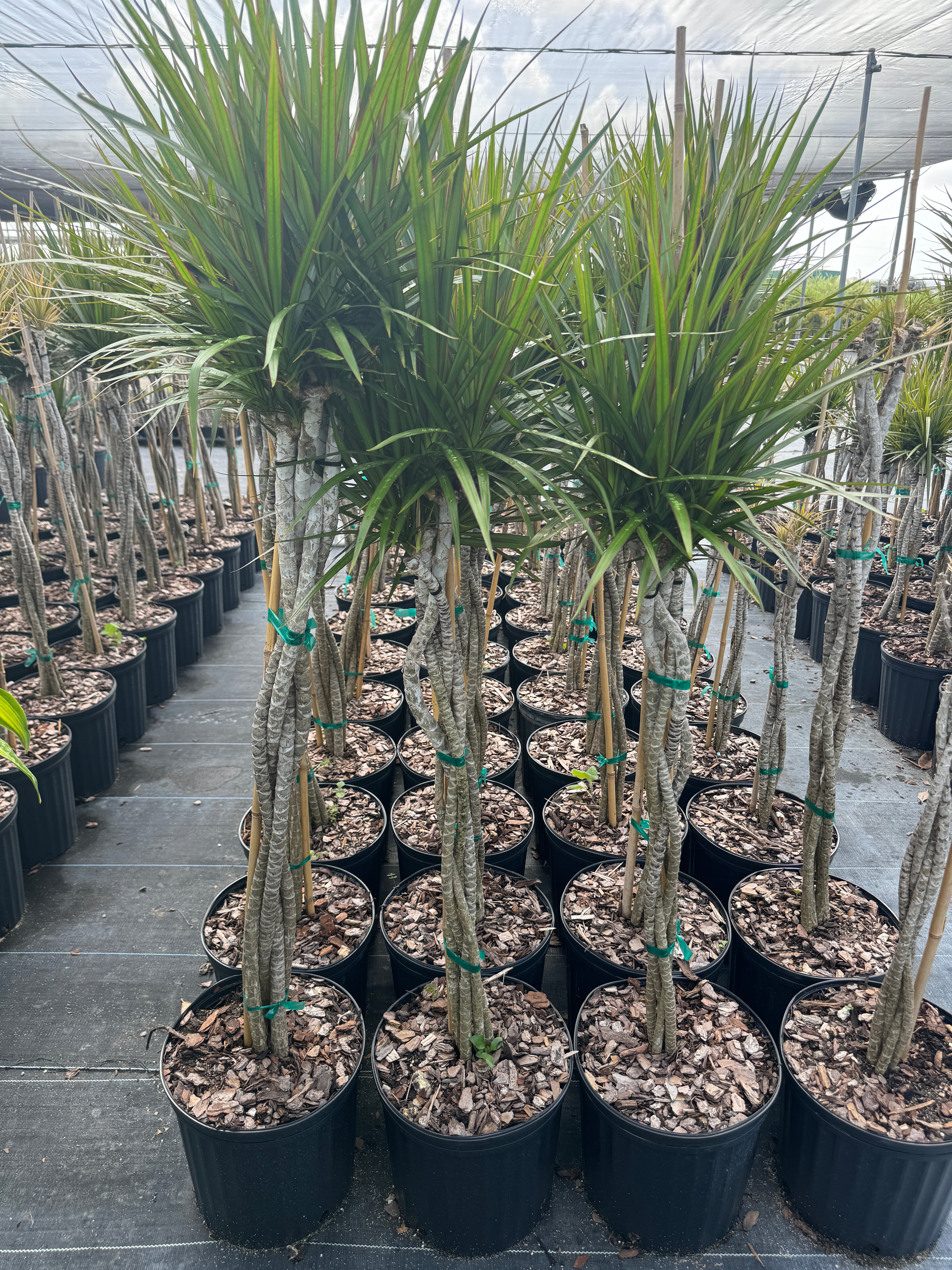 Dracaena Braided Trunk Green, Dragon Tree