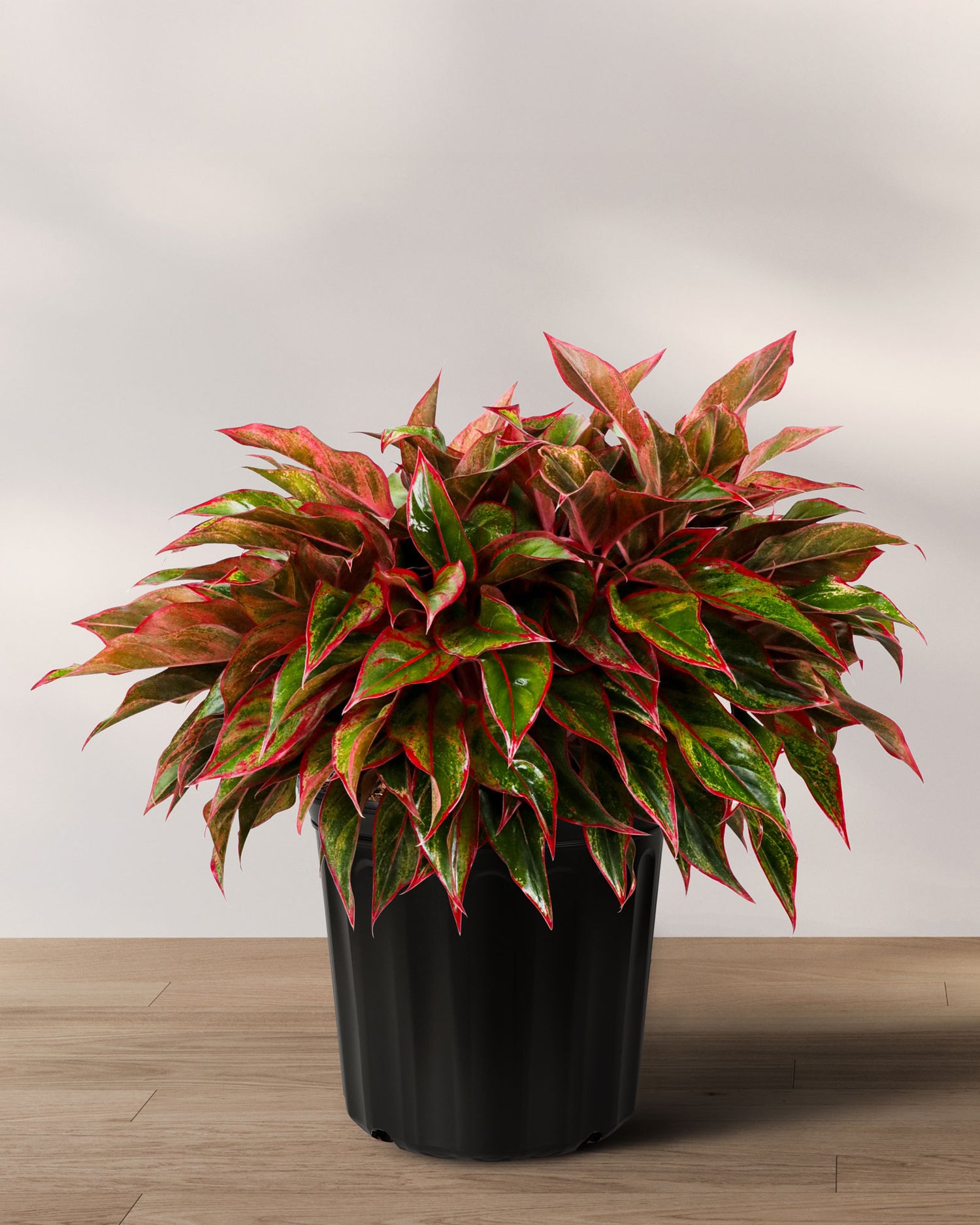 Aglaonema Siam Red Aurora, Chinese Evergreen