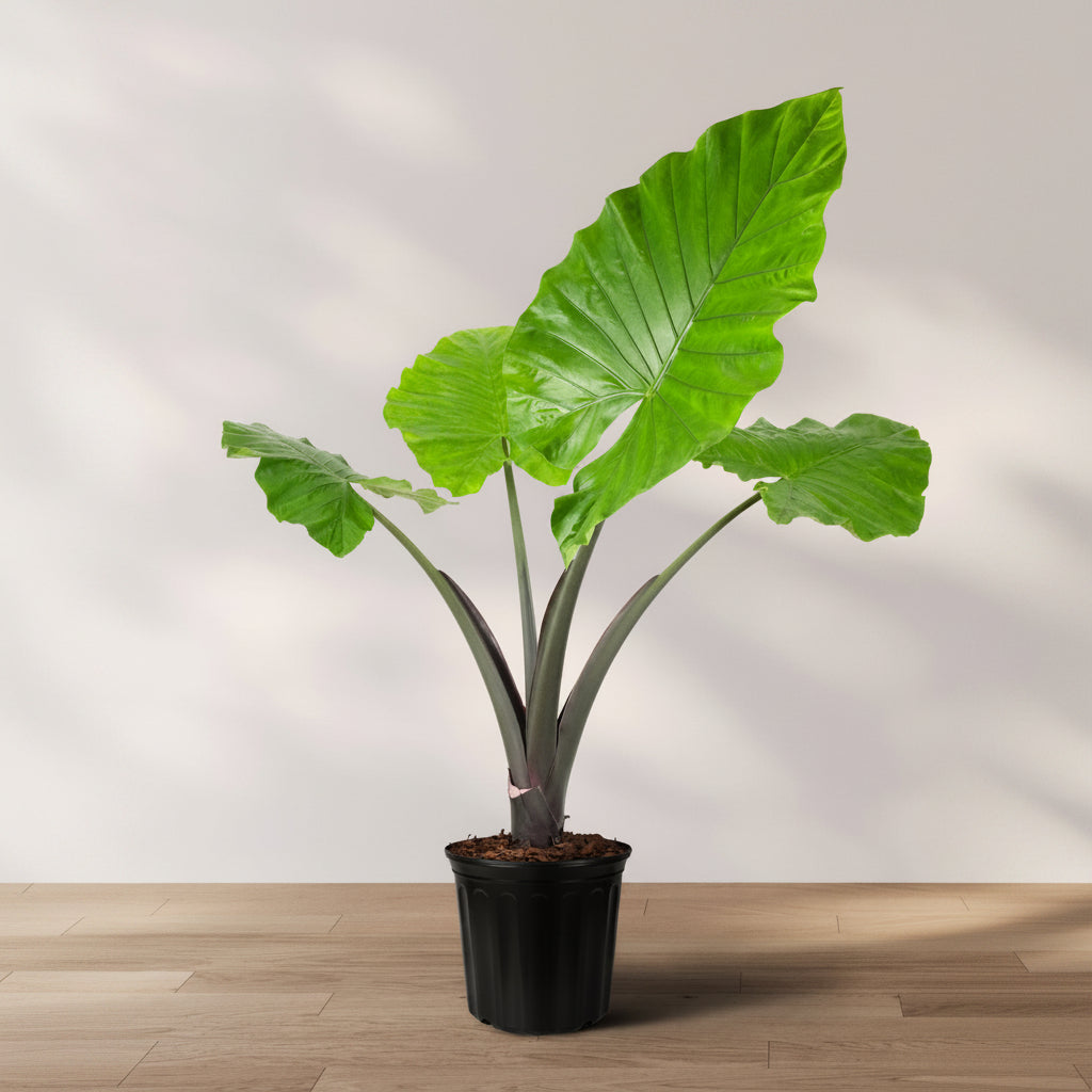Alocasia Black Stem, Elephant Ears, Live Tropical Plant in a black ribbed plastic grower pot with striking dark charcoal stems and massive, textured bright green leaves, ideal for bright indoor spaces and tropical home decor.
