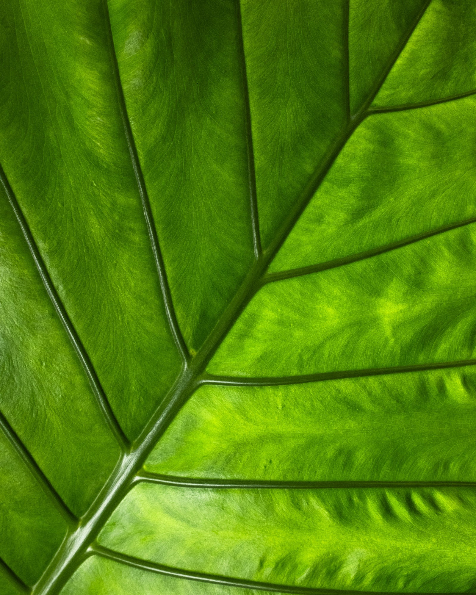 Alocasia Black Stem, Elephant Ears, Live Tropical Plant