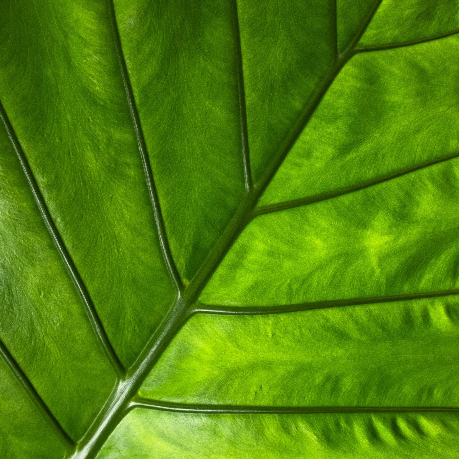 Alocasia Black Stem, Elephant Ears, Live Tropical Plant in grower pot with a massive bright green leaf showing highly defined, deep structural veins, ideal for bright indoor spaces and tropical home decor.