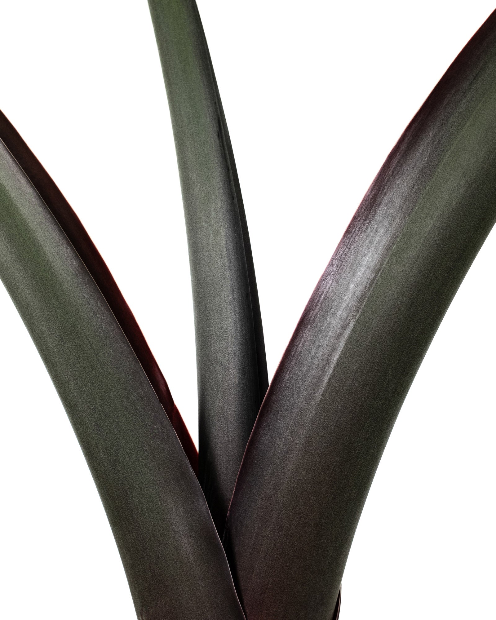 Alocasia Black Stem, Elephant Ears, Live Tropical Plant